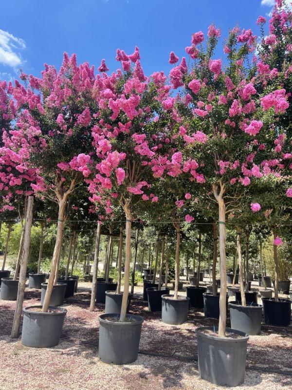 Lagerstroemia Indica (Mirto crespo) — Albero, circonferenza 30/35 cm, vaso 240 litri