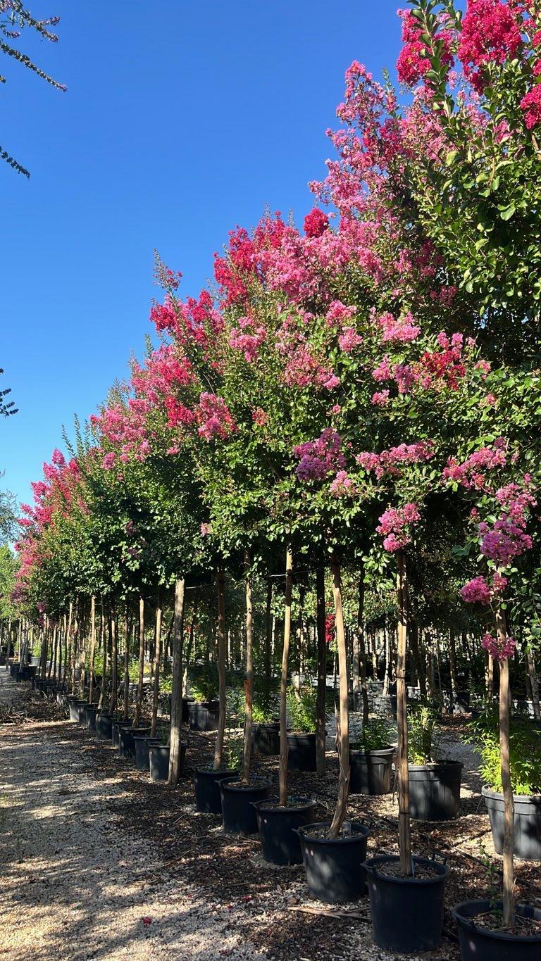 Lagerstroemia Indica (Mirto crespo) — Albero, circonferenza 14/16 cm, vaso 70 litri