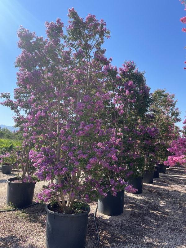 Lagerstroemia Indica (Mirto crespo) — Cespuglio, altezza 300/350 cm, vaso 240 litri