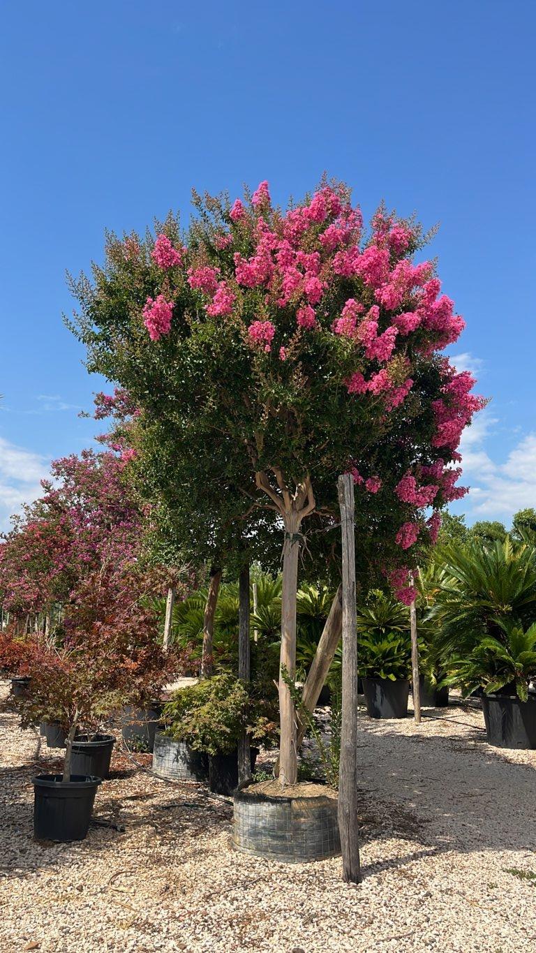Lagerstroemia Indica (Mirto crespo) — Albero, circonferenza 30/40 cm, in rete