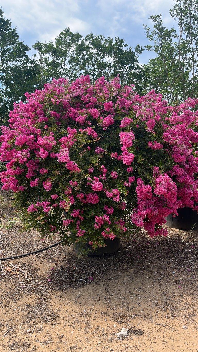 LAGERSTROEMIA INDICA NANA FUCSIA Mirto Crepe / Lillà delle Indie