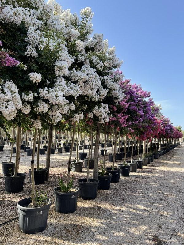 LAGERSTROEMIA INDICA NANA Mirto Crepe / Lillà delle Indie