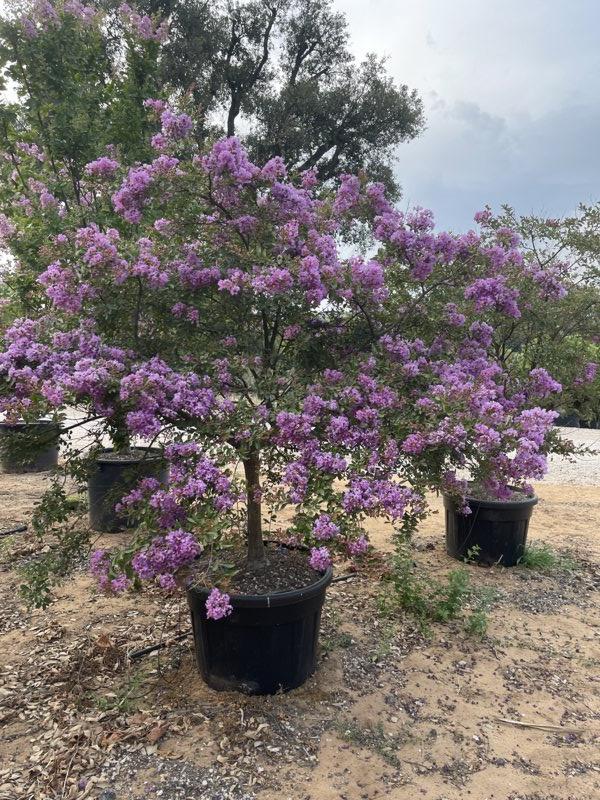 LAGERSTROEMIA INDICA NANA VIOLA Mirto Crepe / Lillà delle Indie