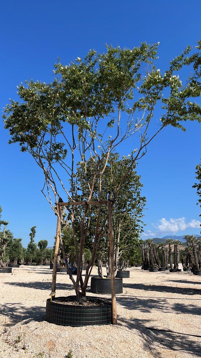 LAGERSTROEMIA INDICA NATCHEZ Mirto Crepe / Lillà delle Indie