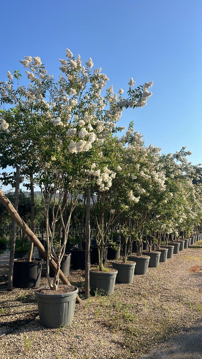 Lagerstroemia Indica Natchez — Cespuglio, altezza 300/400 cm, vaso 130 litri