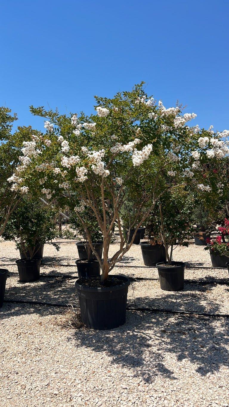 LAGERSTROEMIA INDICA NIVEA GRASSI Mirto Crepe / Lillà delle Indie