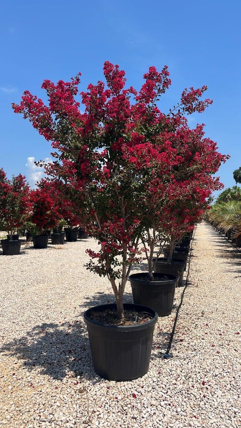 LAGERSTROEMIA INDICA PETITE RED Mirto Crepe / Lillà delle Indie
