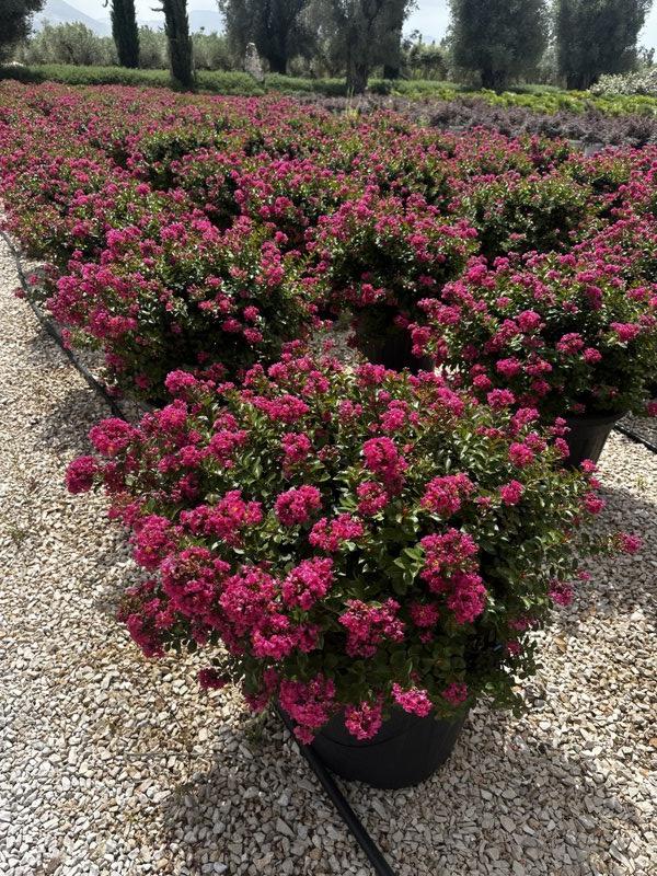 LAGERSTROEMIA INDICA POKOMOKE Mirto Crepe / Lillà delle Indie