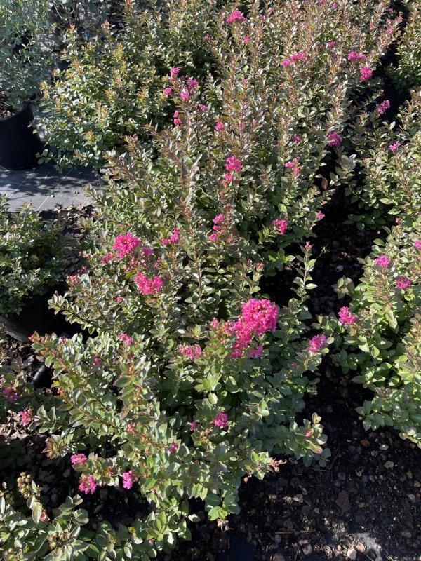 LAGERSTROEMIA INDICA POKOMOKE Mirto Crepe / Lillà delle Indie