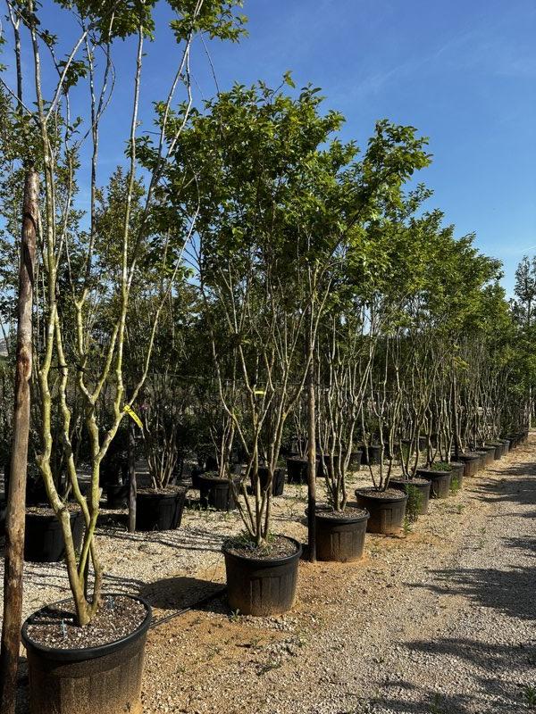 LAGERSTROEMIA INDICA ROSA Mirto Crepe / Lillà delle Indie