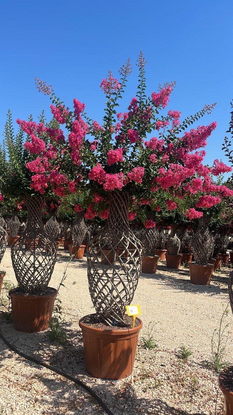LAGERSTROEMIA INDICA ROSA Mirto Crepe / Lillà delle Indie