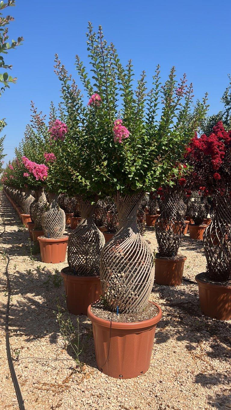 LAGERSTROEMIA INDICA ROSA Mirto Crepe / Lillà delle Indie