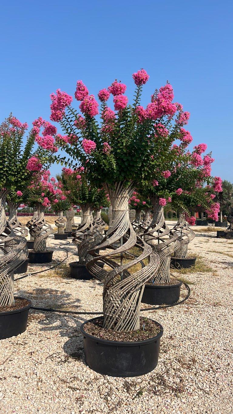 LAGERSTROEMIA INDICA ROSA Mirto Crepe / Lillà delle Indie