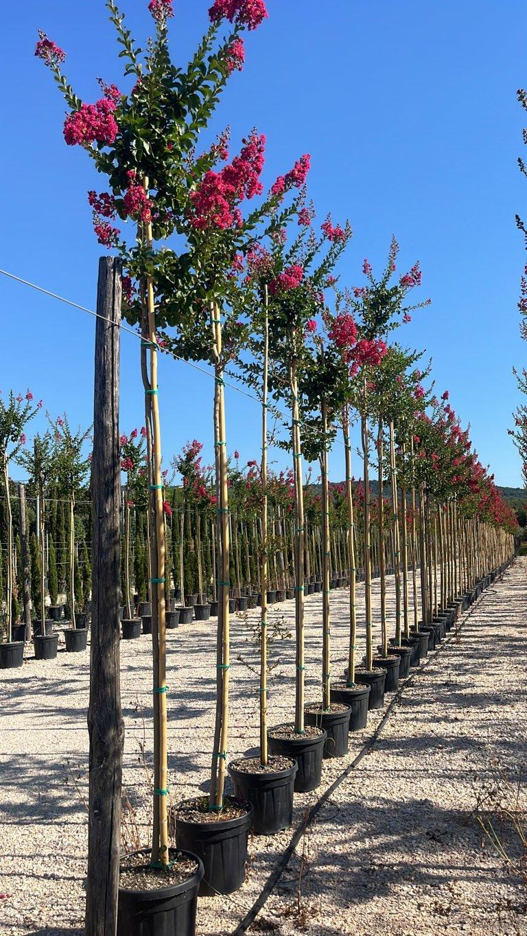 LAGERSTROEMIA INDICA SUPER ROUGE Mirto Crepe / Lillà delle Indie