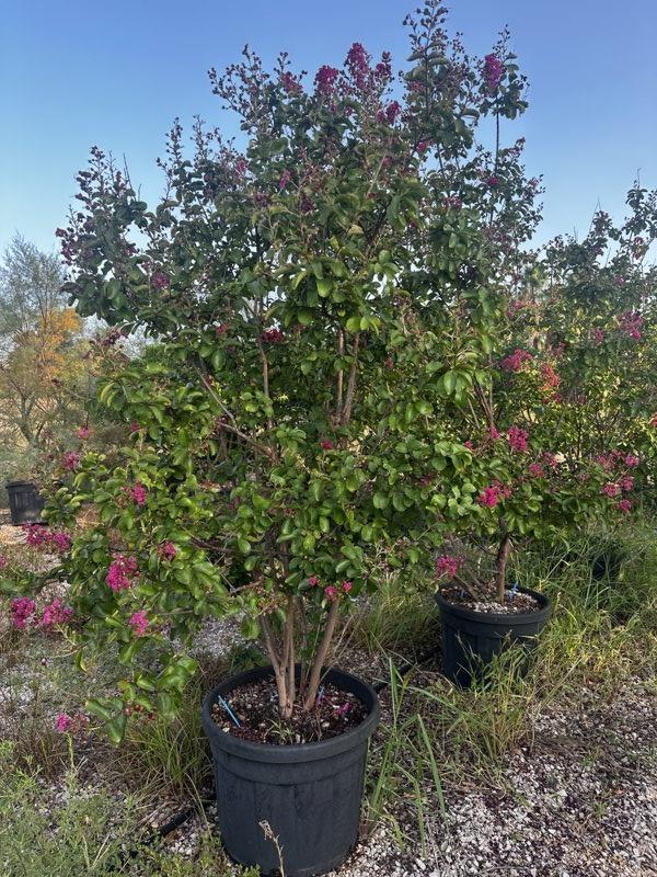 LAGERSTROEMIA INDICA SUPER ROUGE Mirto Crepe / Lillà delle Indie
