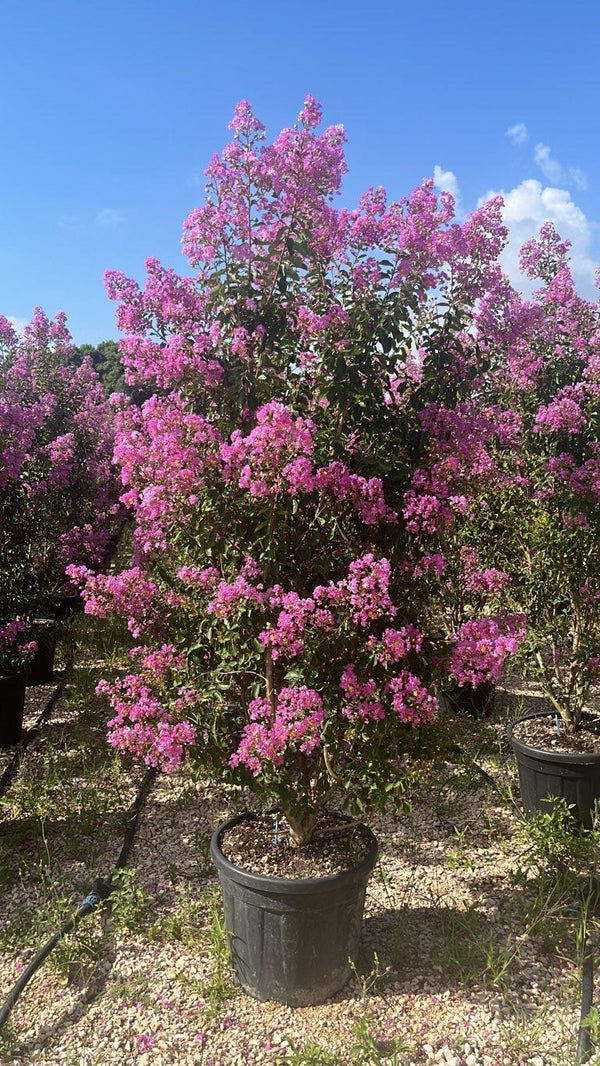 LAGERSTROEMIA INDICA VIOLA GRASSI Mirto Crepe / Lillà delle Indie