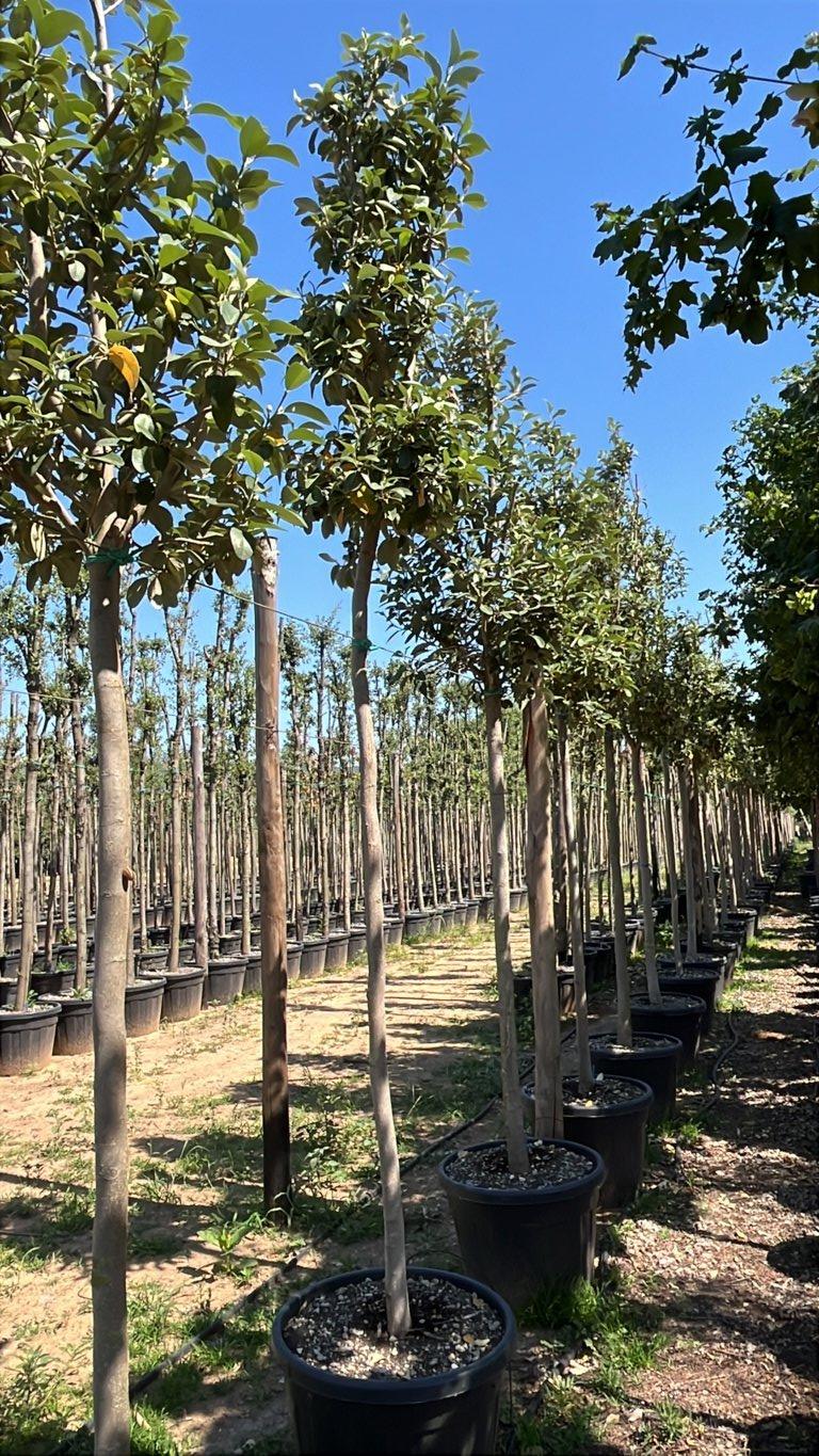 LAGUNARIA PATERSONII Lagunaria
