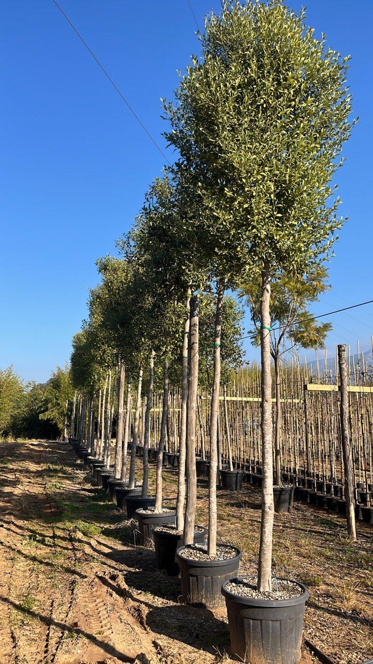 LAGUNARIA PATERSONII Lagunaria