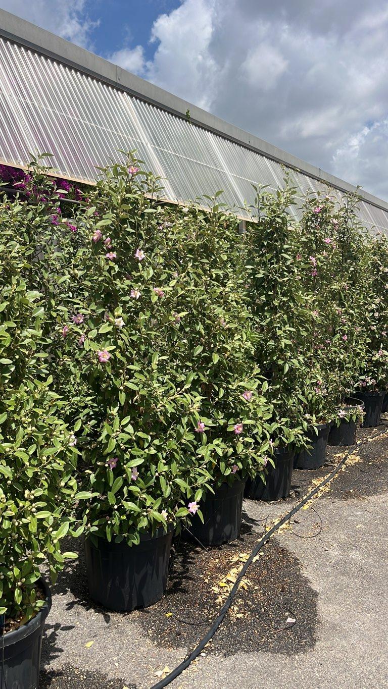 LAGUNARIA PATERSONII Lagunaria