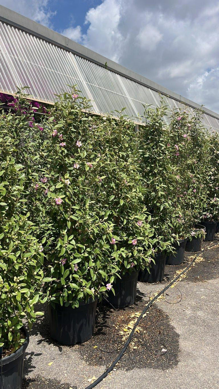 LAGUNARIA PATERSONII Lagunaria