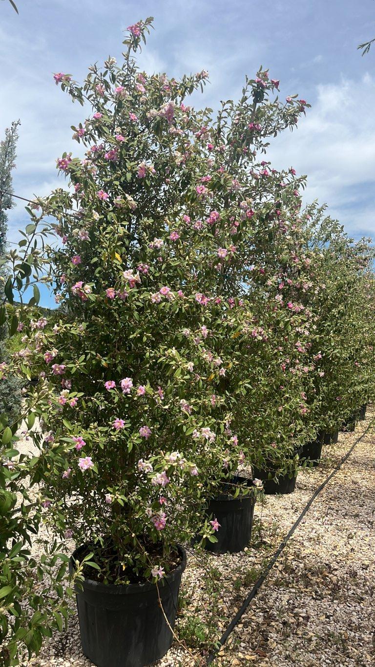 LAGUNARIA PATERSONII Lagunaria