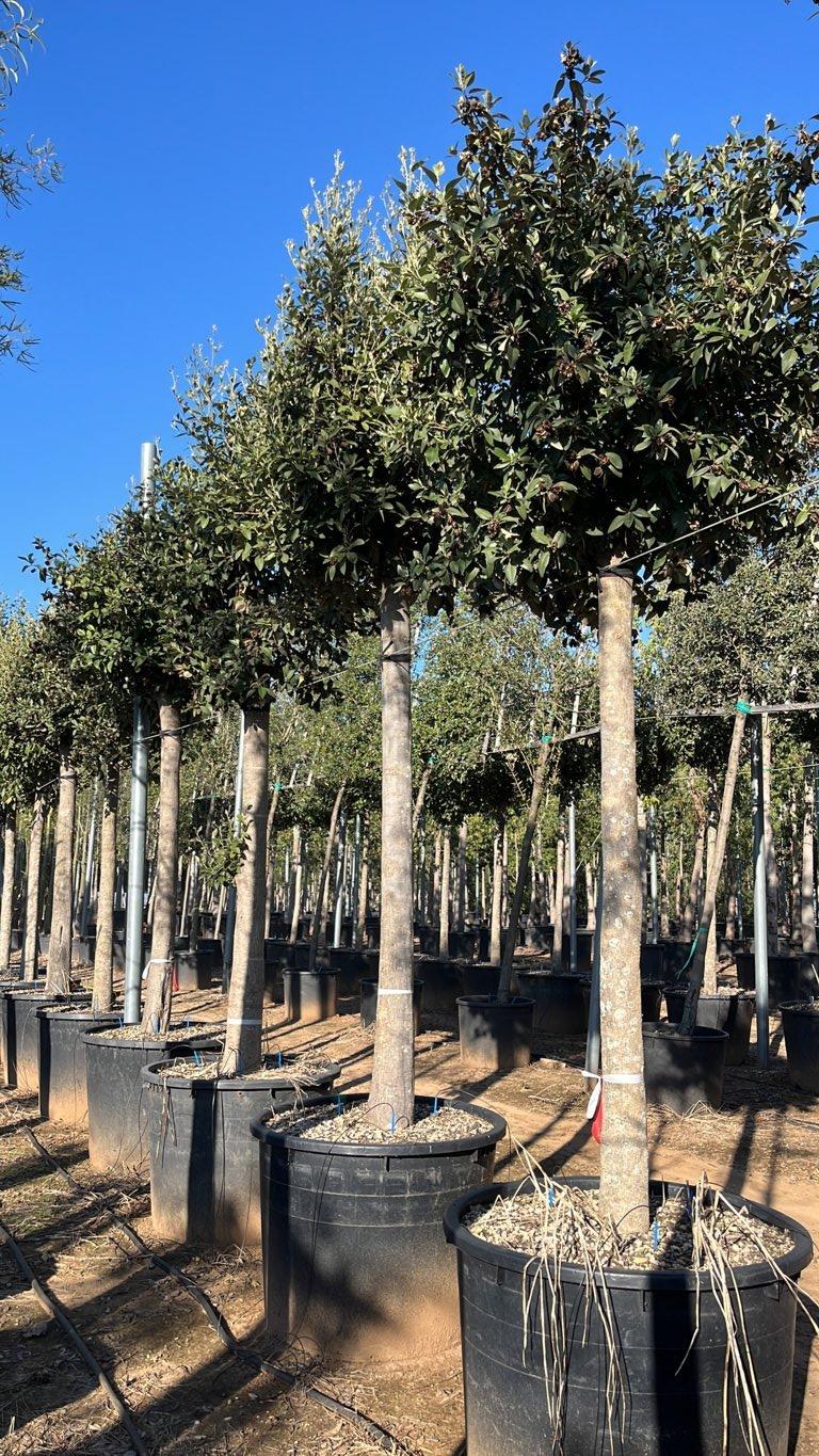 LAGUNARIA PATERSONII Lagunaria