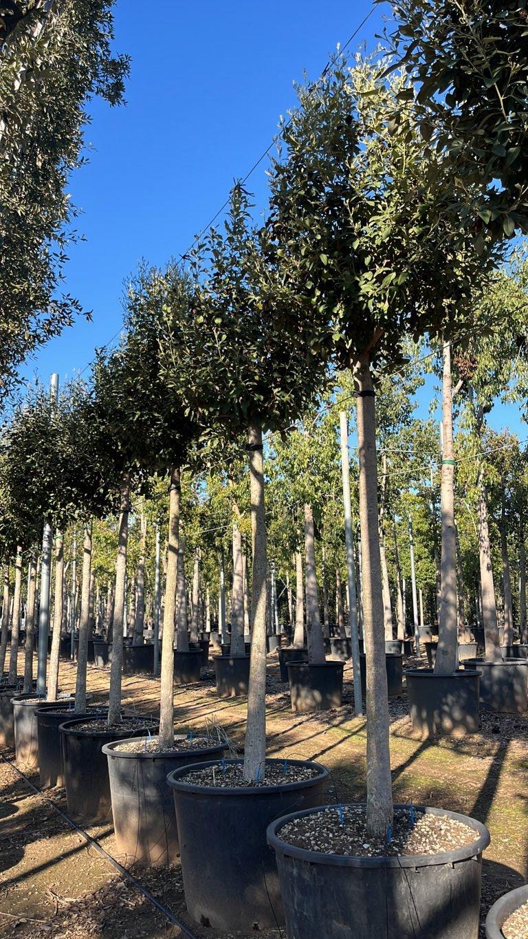 LAGUNARIA PATERSONII Lagunaria