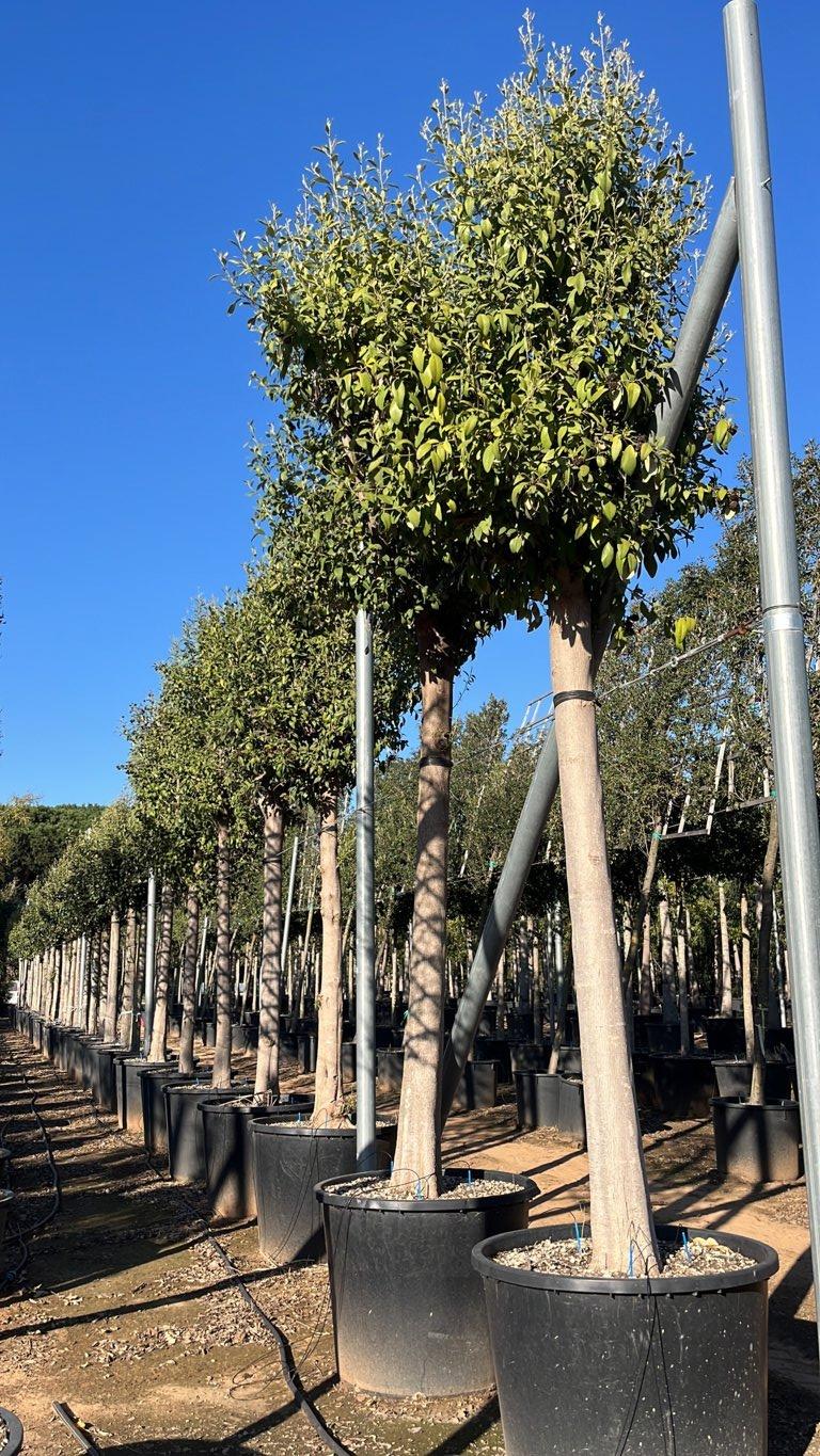 LAGUNARIA PATERSONII Lagunaria