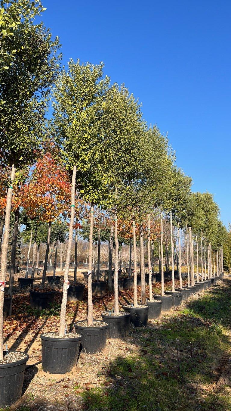 LAGUNARIA PATERSONII Lagunaria