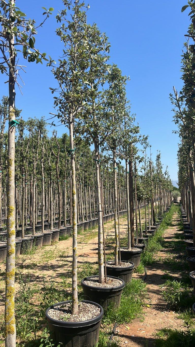 LAGUNARIA PATERSONII Lagunaria