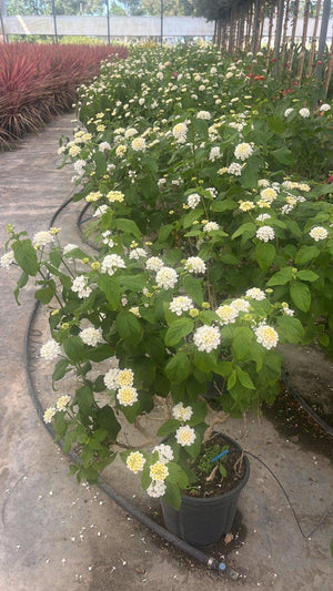 LANTANA CAMARA BIANCA Lantana
