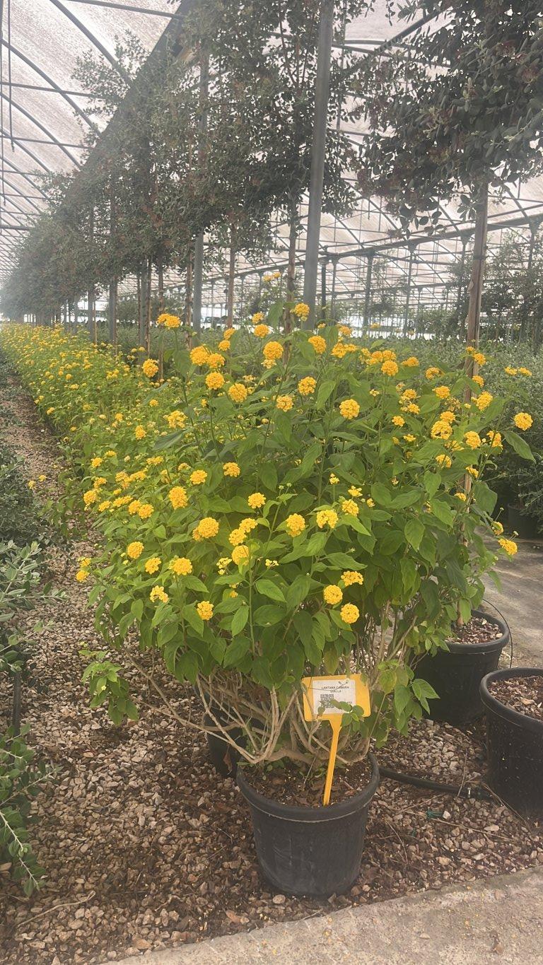 LANTANA CAMARA GIALLA Lantana