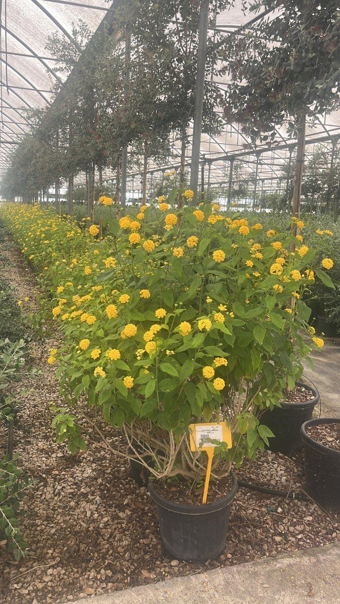 LANTANA CAMARA GIALLA Lantana