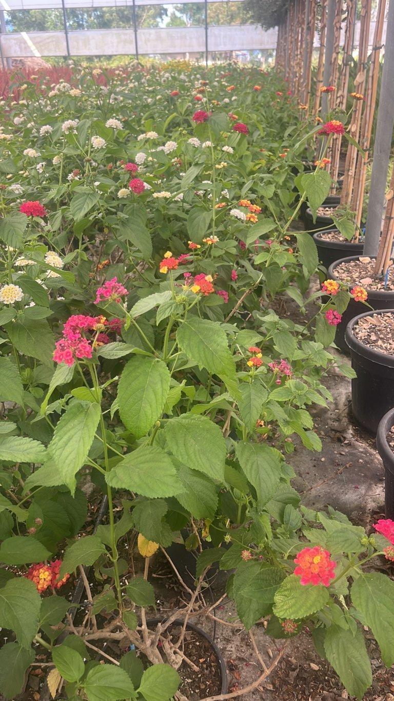 LANTANA CAMARA Lantana