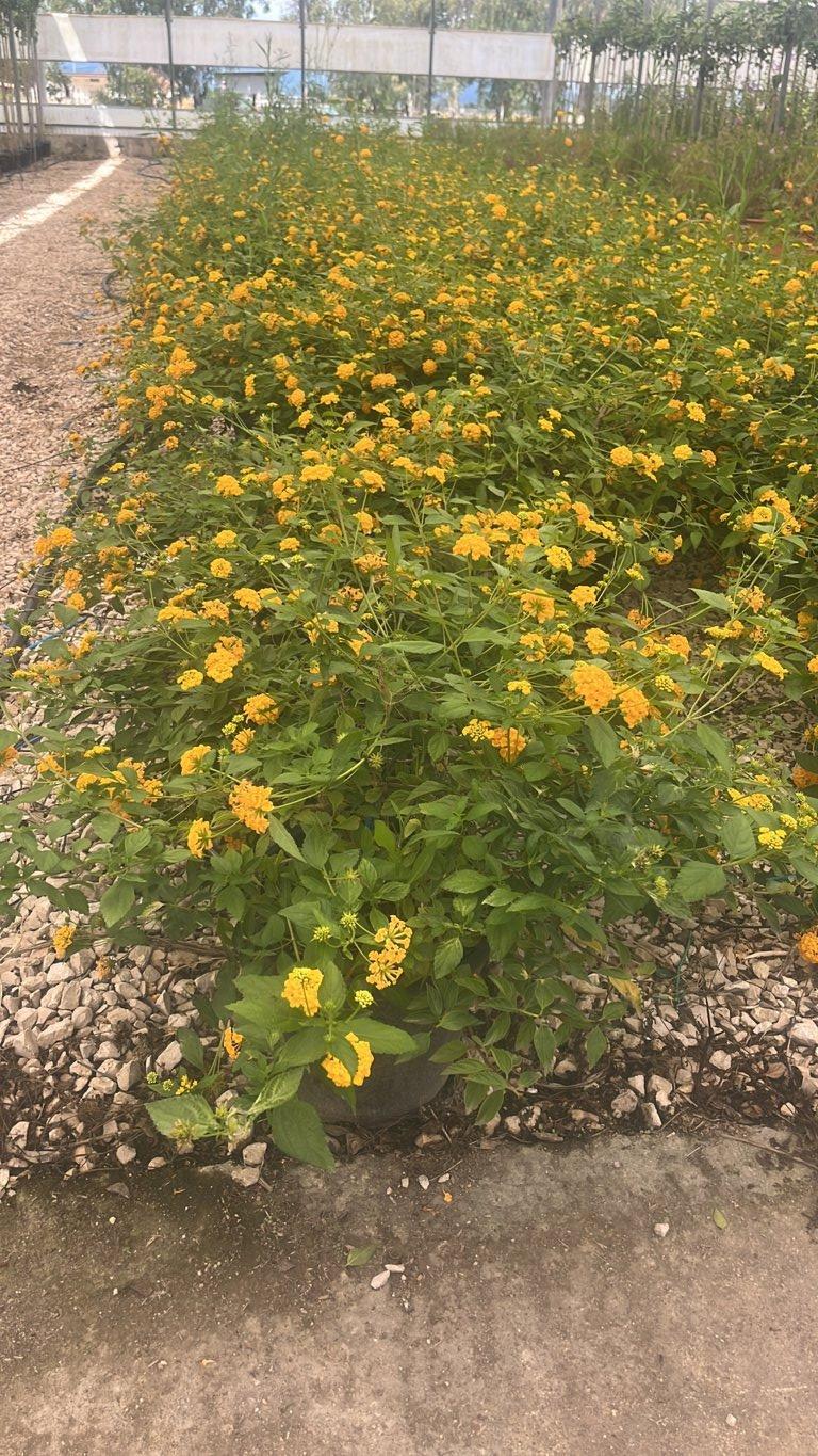 LANTANA SELLOWIANA GIALLA Lantana sellowiana