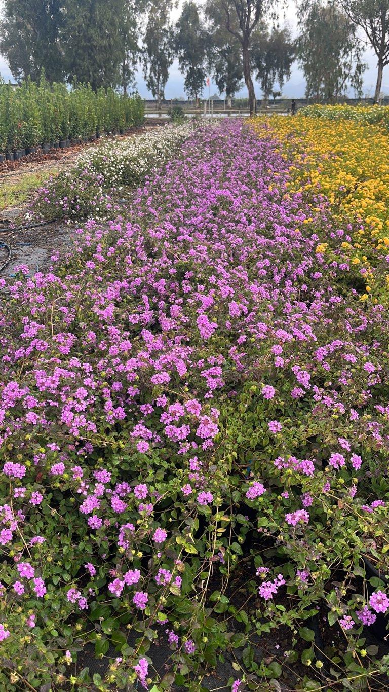 LANTANA SELLOWIANA LILLA Lantana sellowiana