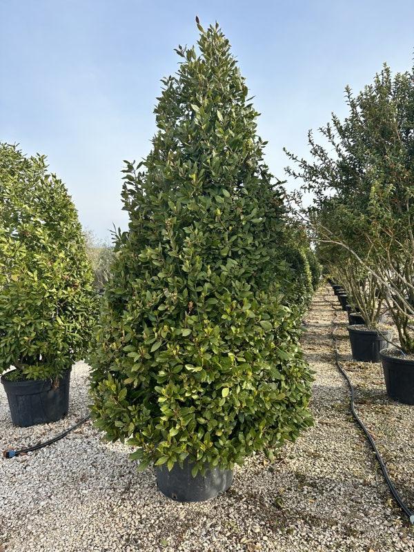 LAURUS NOBILIS Alloro