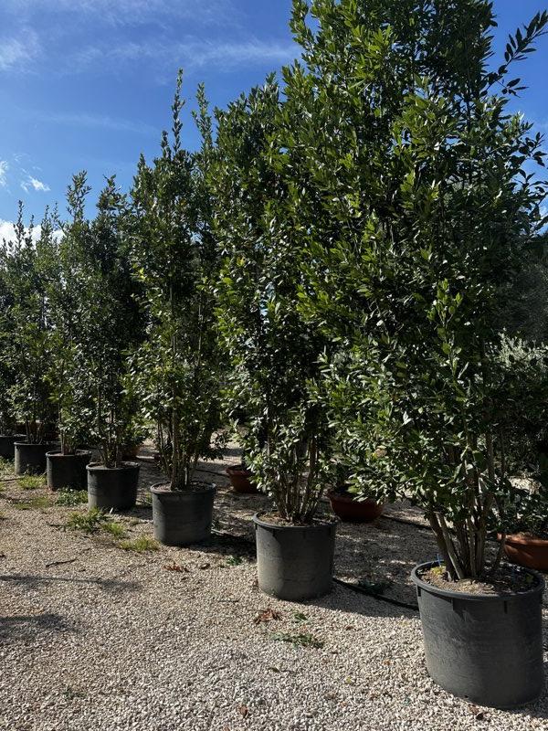 LAURUS NOBILIS Alloro