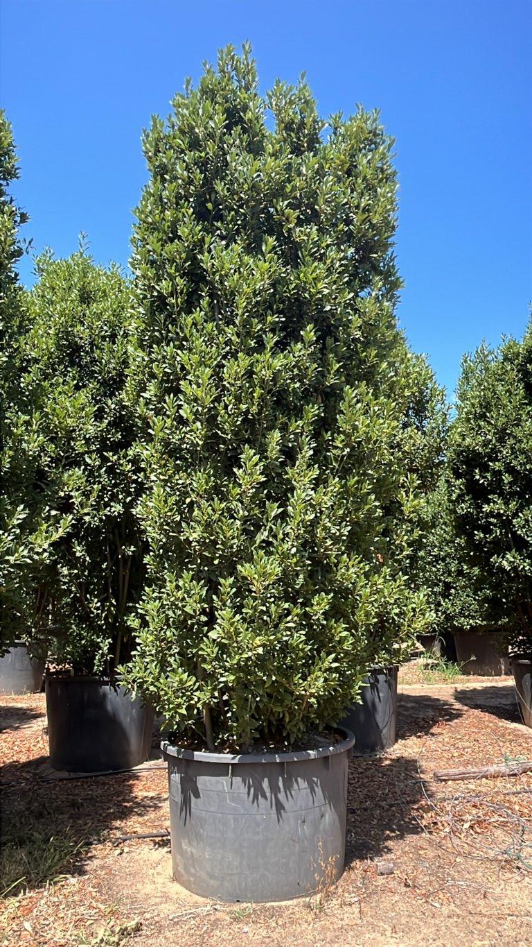 LAURUS NOBILIS Alloro