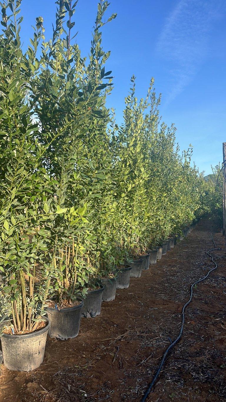 LAURUS NOBILIS Alloro