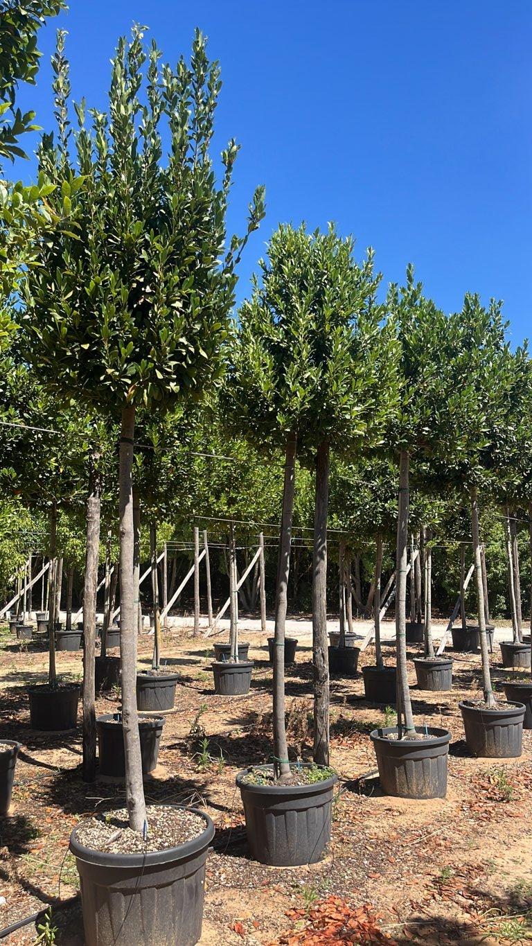 LAURUS NOBILIS Alloro