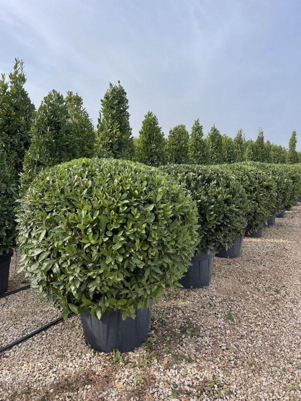 LAURUS NOBILIS Alloro