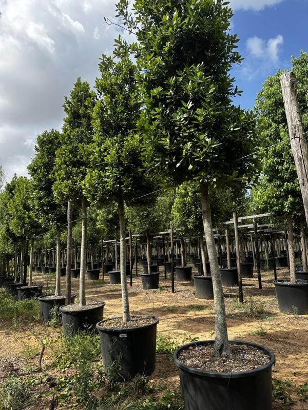 LAURUS NOBILIS Alloro