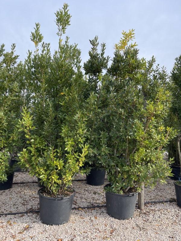 LAURUS NOBILIS Alloro