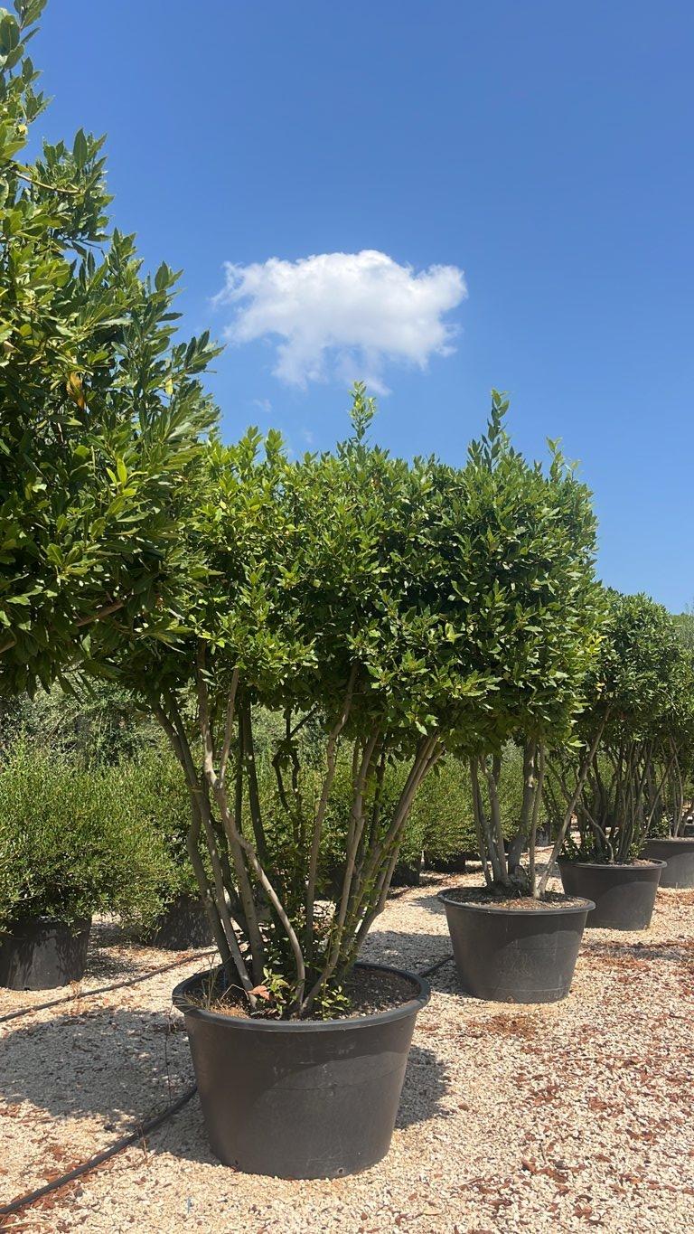 LAURUS NOBILIS Alloro