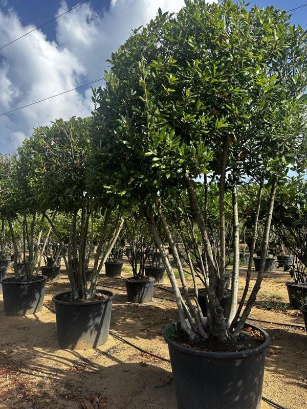 LAURUS NOBILIS Alloro