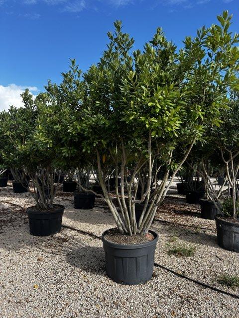 LAURUS NOBILIS Alloro