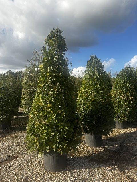 LAURUS NOBILIS Alloro