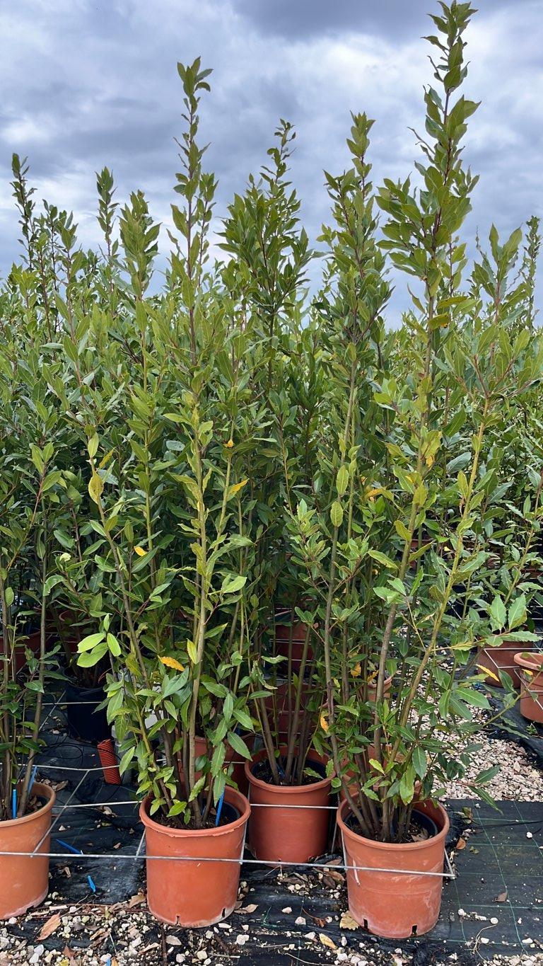 LAURUS NOBILIS Alloro