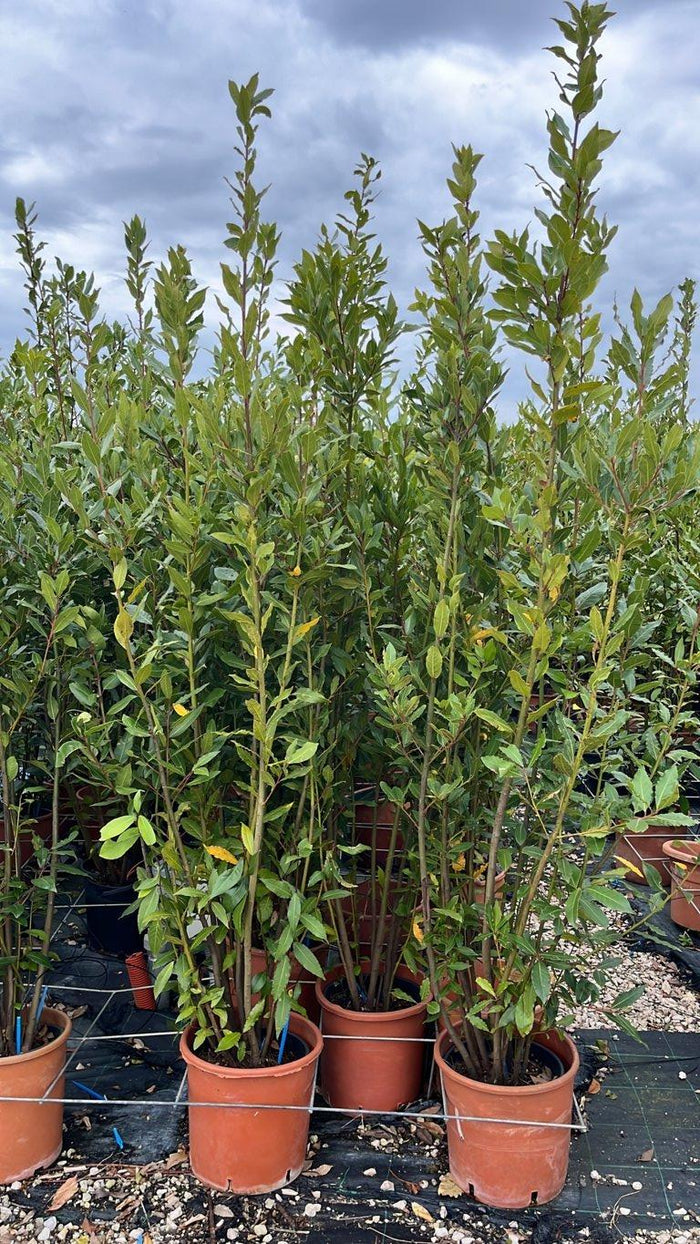 LAURUS NOBILIS Alloro